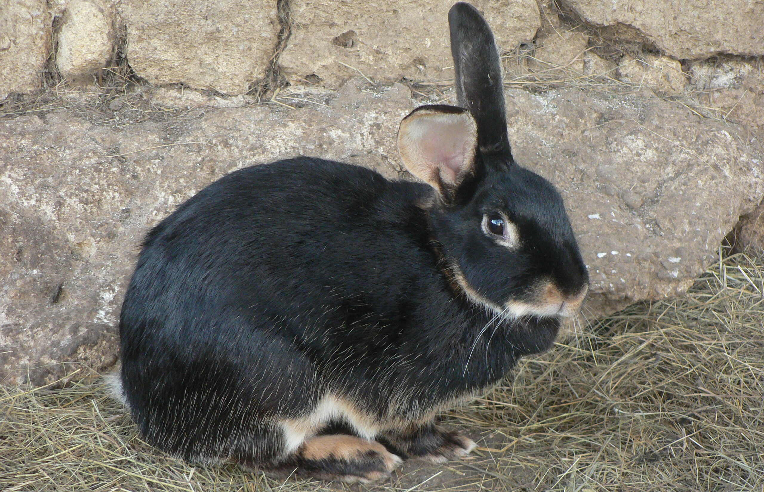 Lapin chèvre