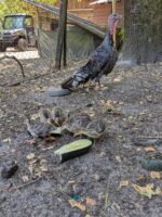 Dindon landais Dindon landais