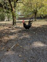 Coq landais Coq landais