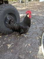 Coq landais Coq landais