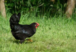 Poule landaise