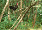 Coq landais