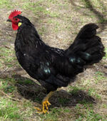 Coq landais