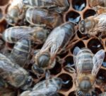 Reine d'abeille noire Reine d'abeille noire