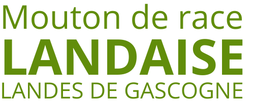 Mouton de race landaise