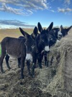 Ânes des Pyrénées Ânes des Pyrénées