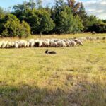 Brebis landaises Brebis landaises