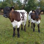 Vaches bordelaises Vaches bordelaises