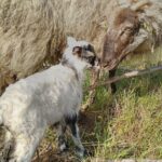 Brebis landaises Brebis landaises