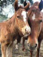 Élevage des grillons
