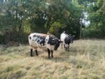 Vaches bordelaises