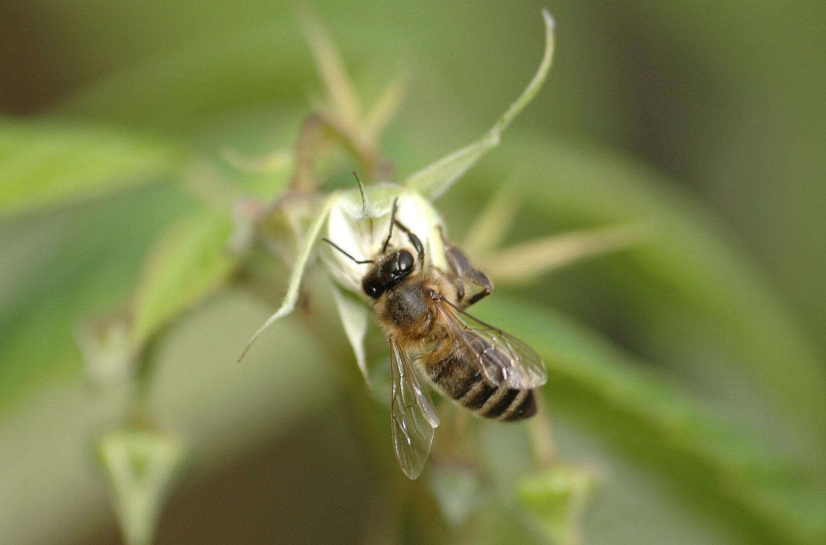 Abeille noire du Pays Basque