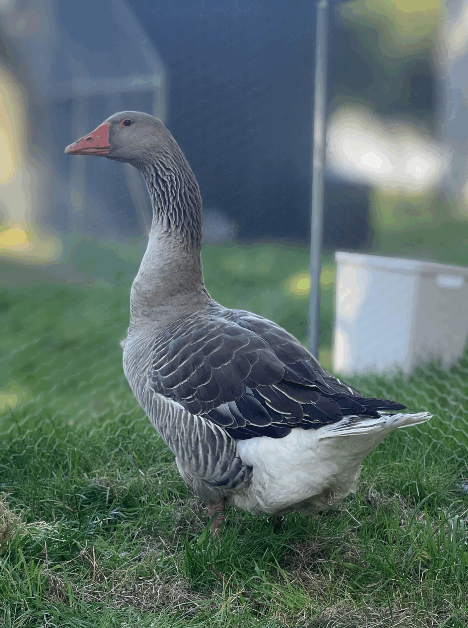 Oie grise des Landes