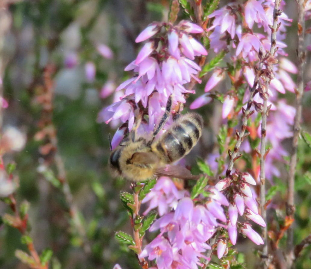 Abeille noire des Landes de Gascogne
