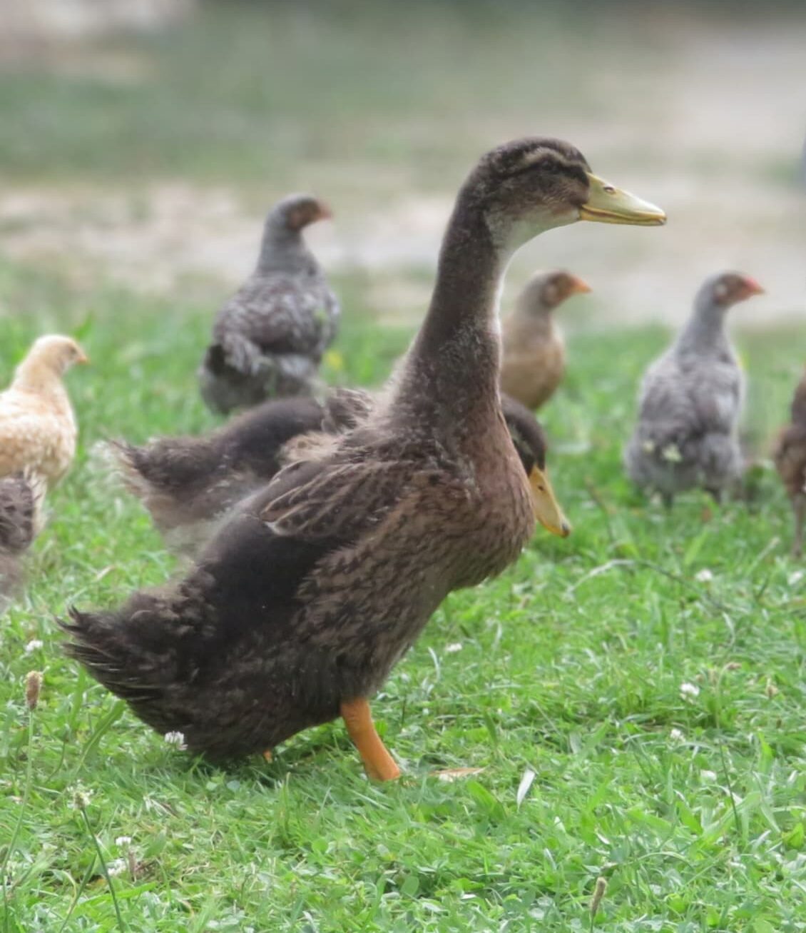 Canard criard / Kriaxera