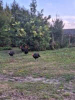 Dindons landais Dindons landais