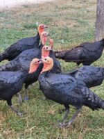 Dindon landais à peau jaune