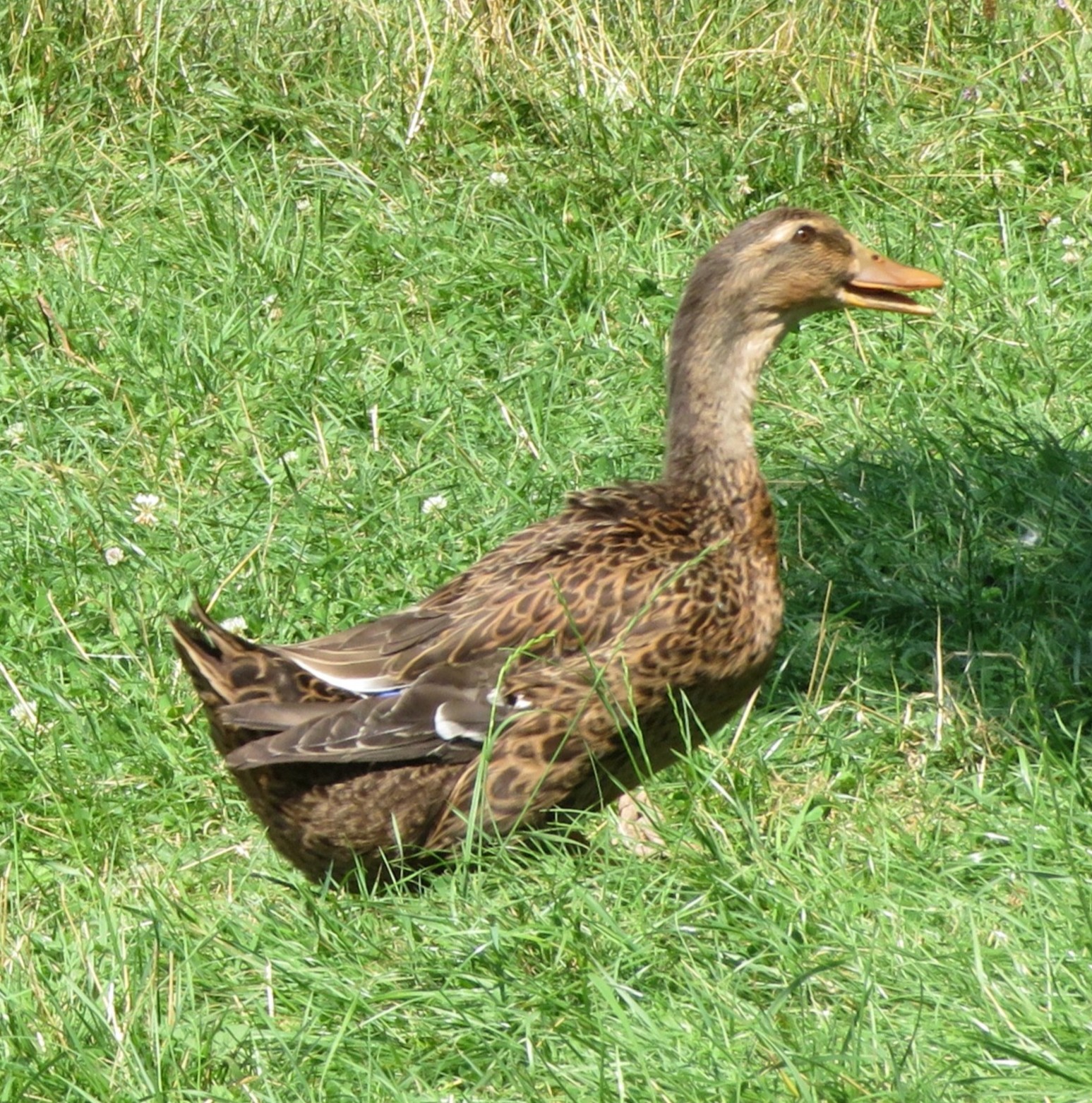 Canard criard / Kriaxera