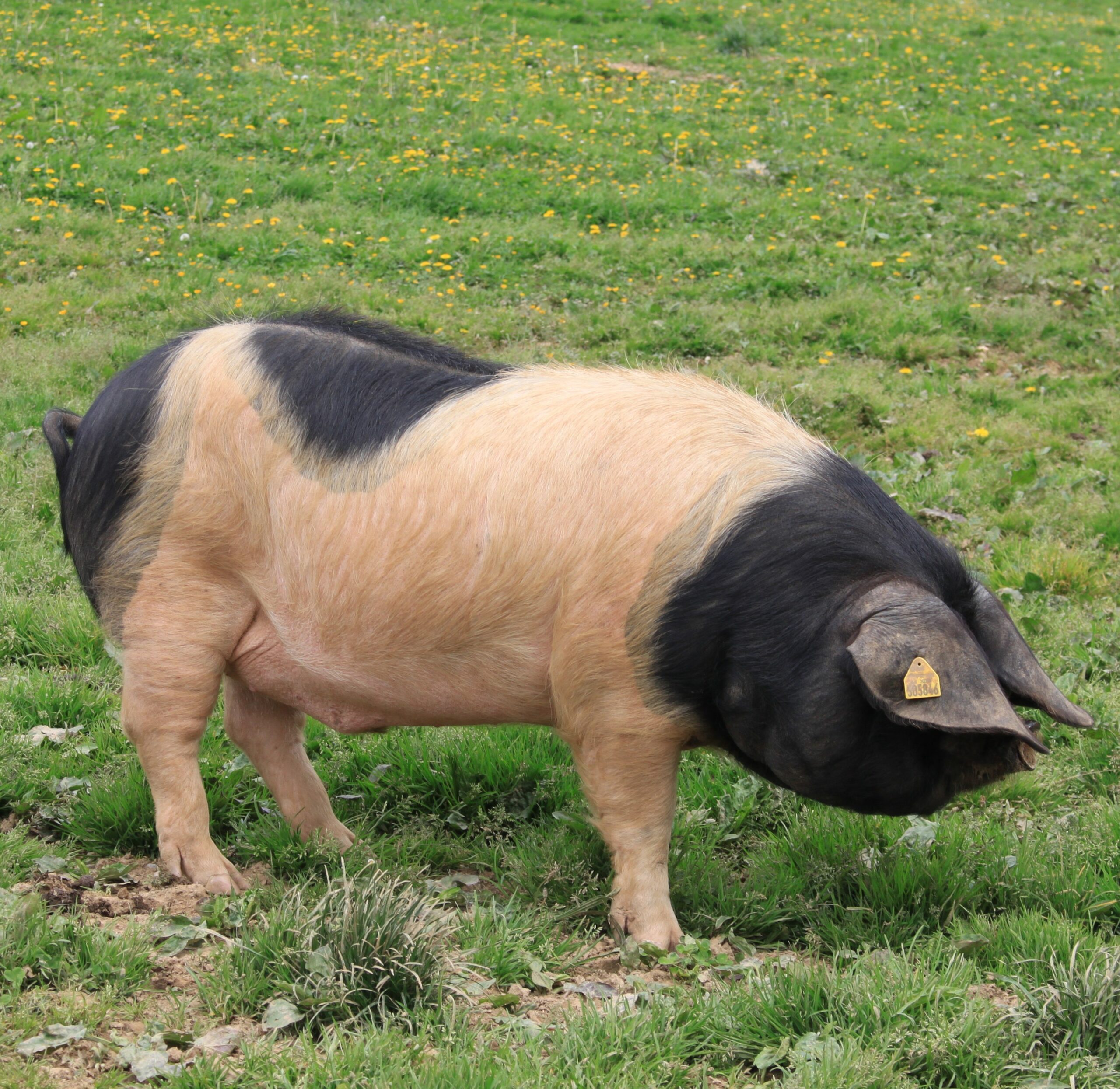 Porc Basque