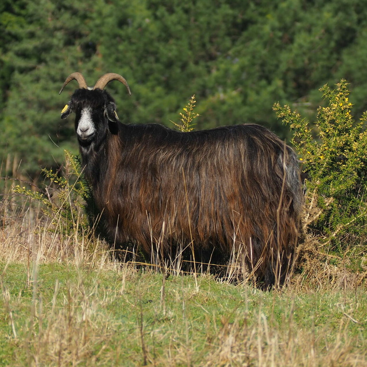 Chèvre des Pyrénées