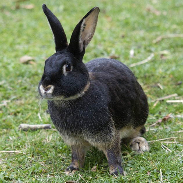 Lapin chèvre